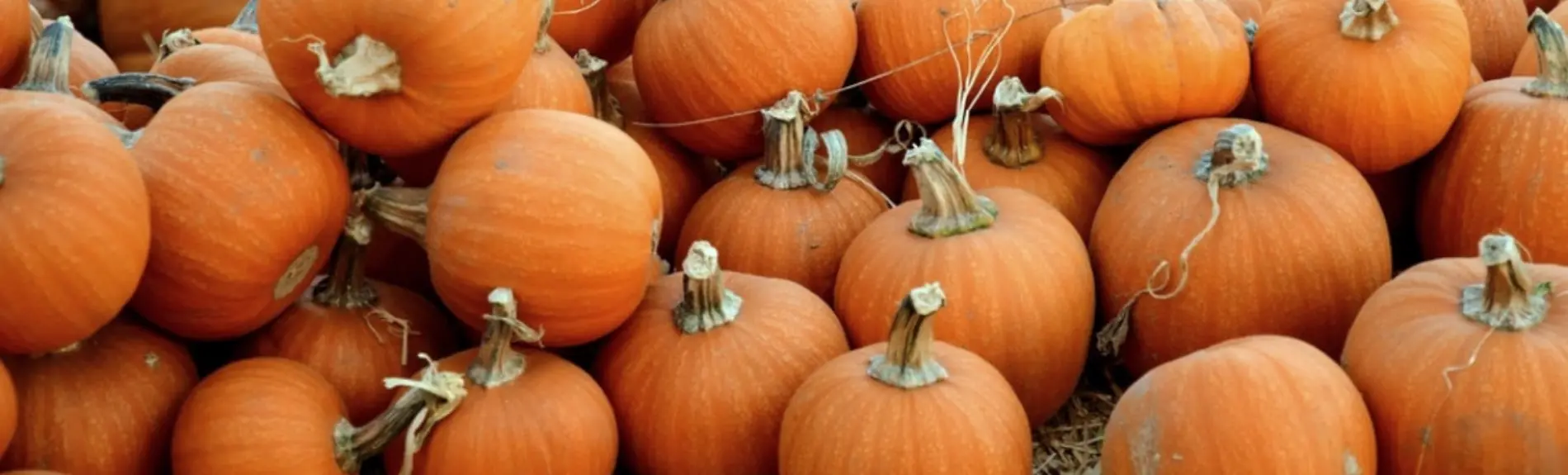 A batch of pumpkins.